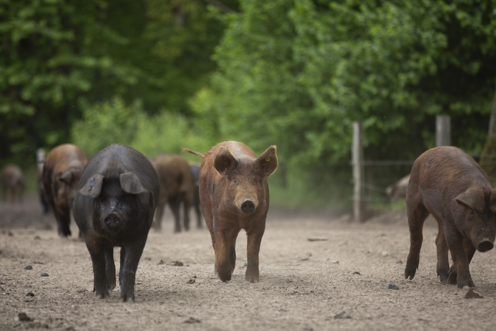 Buiten varkens